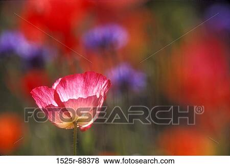 View Large Photo Image Stock Photo - . Fotosearch