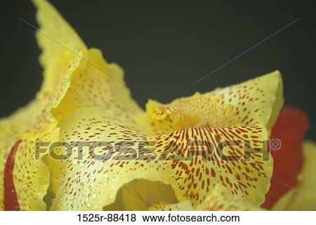 Stock Photo -  . Fotosearch