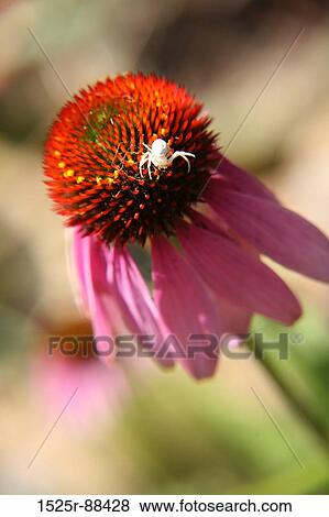 View Large Photo Image Stock Photo - . Fotosearch