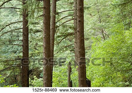 View Large Photo Image Stock Photo - . Fotosearch