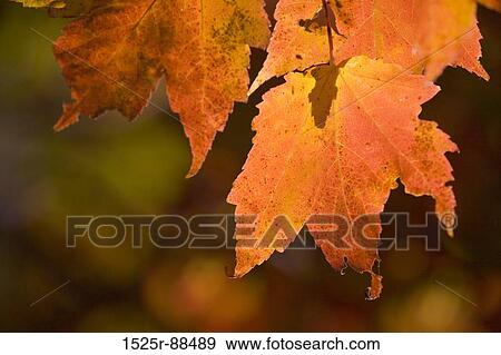 View Large Photo Image Stock Photo - . Fotosearch