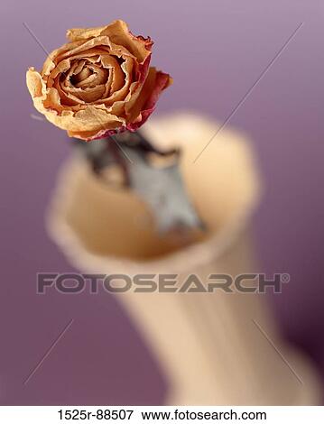 View Large Photo Image Stock Photo - . Fotosearch