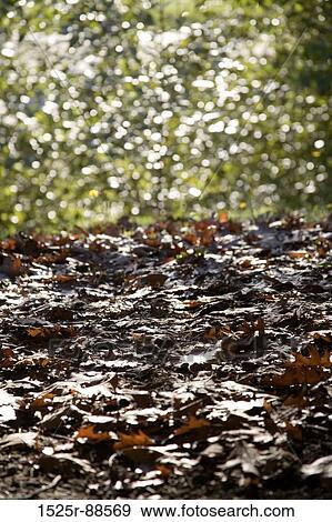 View Large Photo Image Stock Photo -  . Fotosearch