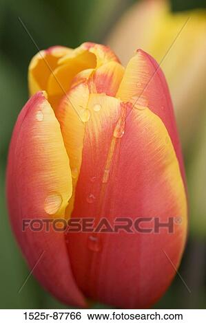 View Large Photo Image Stock Photograph - . Fotosearch