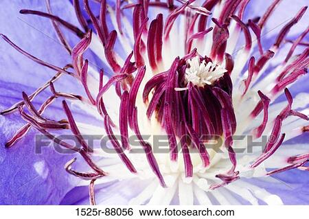 View Large Photo Image Stock Photograph - . Fotosearch