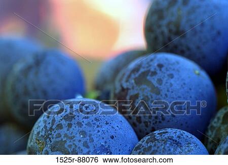 Stock Photograph -  . Fotosearch
