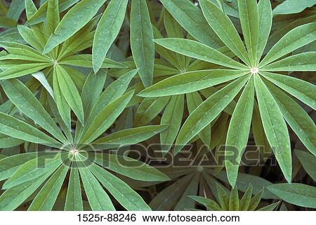 View Large Photo Image Stock Photograph - . Fotosearch