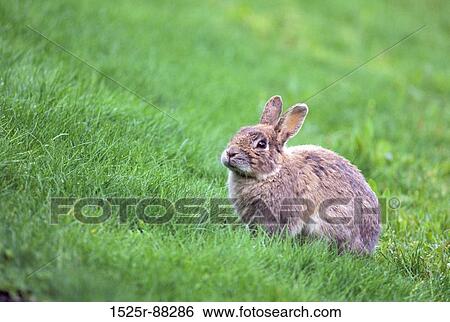View Large Photo Image Stock Photograph - . Fotosearch