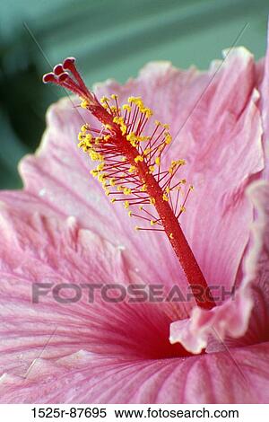 View Large Photo Image Stock Photography - . Fotosearch