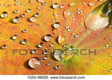 View Large Photo Image Stock Photography - . Fotosearch