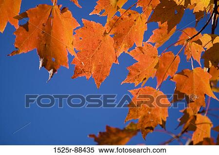 View Large Photo Image Stock Photography - . Fotosearch