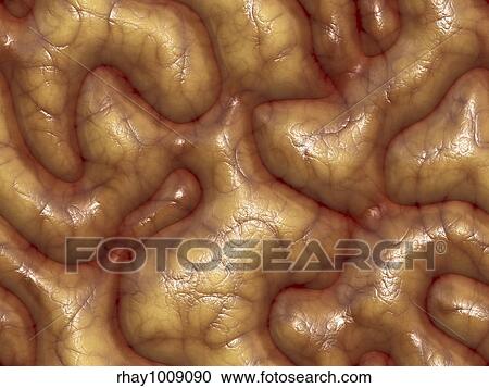 "3d background texture of some brains - very realistic, and kind of nasty if this sort of thing grosses you out. " View Large Photo Image Stock Image - "3d background texture of some brains - very realistic, and kind of nasty if this sort of thing grosses you out. ". Fotosearch