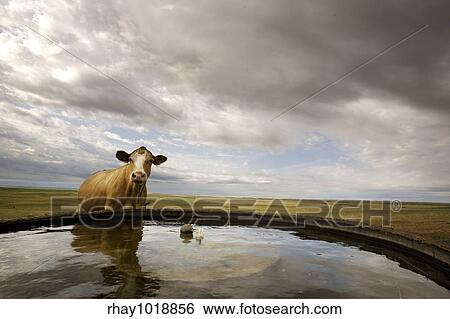 Stock Photograph - A cow at the watering bowl on the prairie. Fotosearch