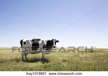 A cow standing dumbfounded on the prairies with large copy space in the sky and grass View Large Photo Image Stock Image - A cow standing dumbfounded on the prairies with large copy space in the sky and grass. Fotosearch