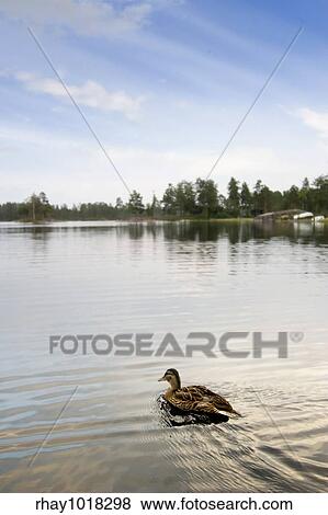 A duck swimming in a small lake View Large Photo Image Stock Photo - A duck swimming in a small lake. Fotosearch