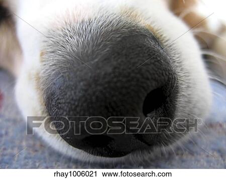 A macro shot of a beagle dog's nose. View Large Photo Image Stock Image - A macro shot of a beagle dog's nose.. Fotosearch