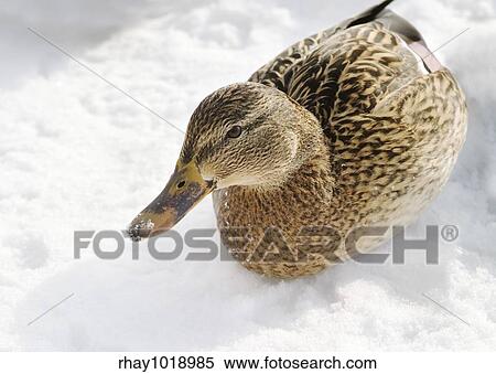 A mallard duck on a background of snow and ice. View Large Photo Image Stock Photography - A mallard duck on a background of snow and ice.. Fotosearch