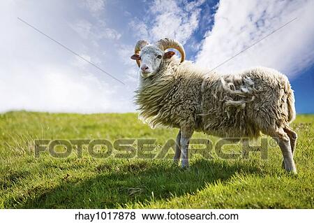 A sheep isolated against a sky View Large Photo Image Stock Photo - A sheep isolated against a sky. Fotosearch