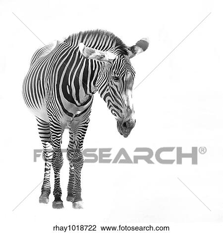 A zebra isolated over a white background. View Large Photo Image Stock Image - A zebra isolated over a white background.. Fotosearch