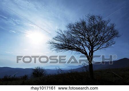 Stock Image - Alone tree in Crimean mountain. Fotosearch