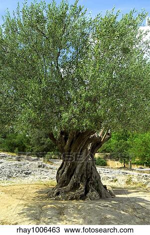 Ancient olive tree growing in southern France View Large Photo Image Stock Image - Ancient olive tree growing in southern France. Fotosearch