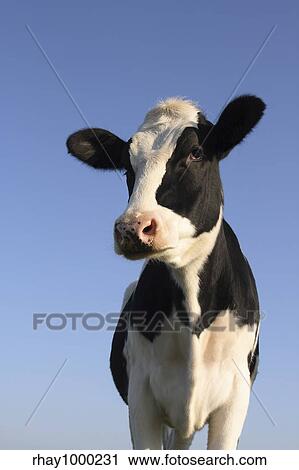 Attentive black and white cow over a blue sky background View Large Photo Image Stock Image - Attentive black and white cow over a blue sky background. Fotosearch