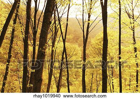 Autumn scene View Large Photo Image Stock Image - Autumn scene. Fotosearch