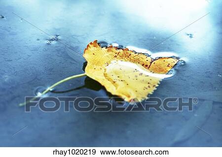 Stock Photo - Autumn scene. Fotosearch