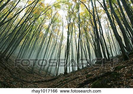 Stock Photograph - Autumn scene. Fotosearch