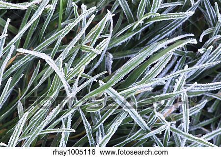 Background of frosty grass blades on a cold fall morning View Large Photo Image Stock Photograph - Background of frosty grass blades on a cold fall morning. Fotosearch