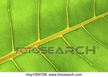 Stock Photograph - Backlit green leaf of a troplical plant close up. Fotosearch