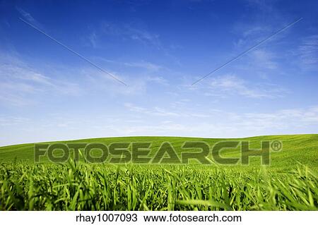 Beautiful green meadow with a bright blue sky View Large Photo Image Stock Image - Beautiful green meadow with a bright blue sky. Fotosearch
