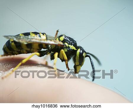 Stock Photograph - Bee. Fotosearch