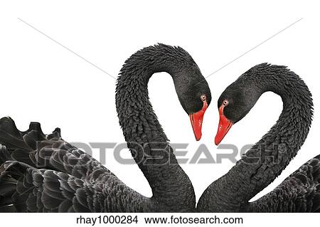 Black swans (Cygnus atratus) isolated on a white background View Large Photo Image Picture - Black swans (Cygnus atratus) isolated on a white background. Fotosearch