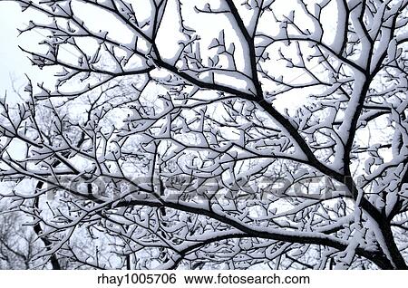 Stock Photograph - Branch of a winter tree covered with snow. Fotosearch