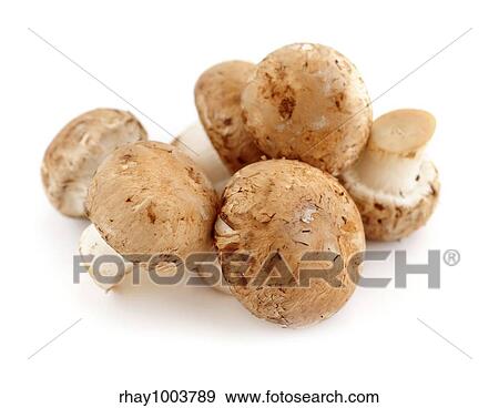 Brown cremini or young potrobello mushrooms isolated on white background View Large Photo Image Stock Photo - Brown cremini or young potrobello mushrooms isolated on white background. Fotosearch
