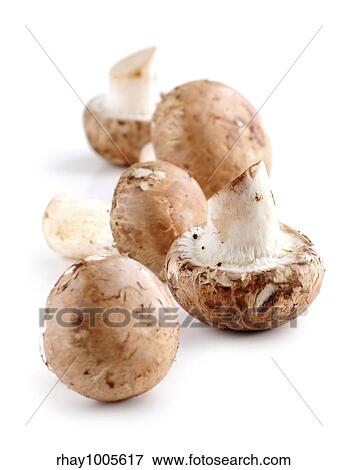 Brown cremini or young potrobello mushrooms isolated on white background View Large Photo Image Stock Photo - Brown cremini or young potrobello mushrooms isolated on white background. Fotosearch