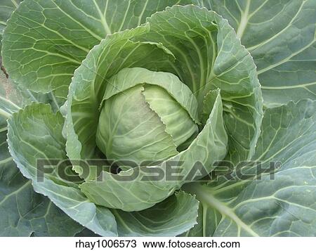 Stock Image - cabbage head growing on the vegetable bed . Fotosearch