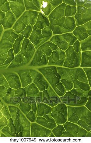 Cabbage leaf close up View Large Photo Image Stock Photo - Cabbage leaf close up. Fotosearch