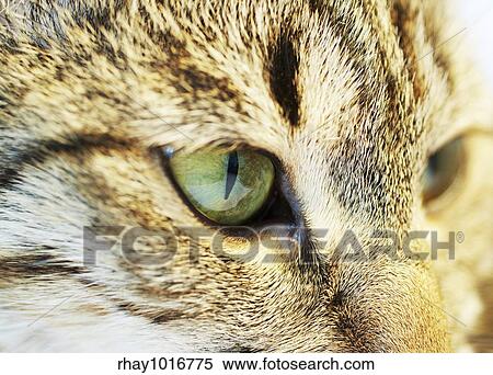 Stock Photography - Cat. Fotosearch