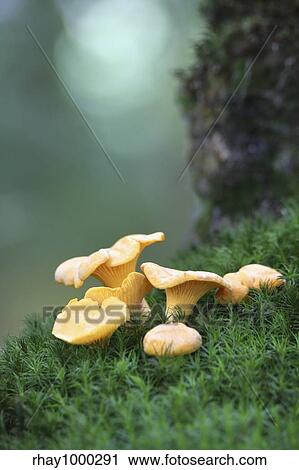 Stock Image - "Chanterelles on the moss, in the undergrowth". Fotosearch