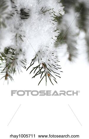 Christmas background with snowy spruce tree branches isolated on white View Large Photo Image Stock Image - Christmas background with snowy spruce tree branches isolated on white. Fotosearch