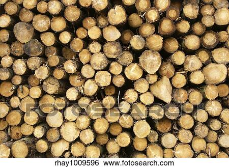 Close up of stacked cut forest tree logs. View Large Photo Image Stock Photograph - Close up of stacked cut forest tree logs.. Fotosearch