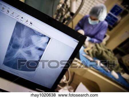 Stock Photo - Computer screen and veterinary surgery at an animal clinic. Fotosearch