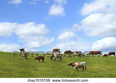 Cows grazing on the hill View Large Photo Image Stock Photo - Cows grazing on the hill. Fotosearch