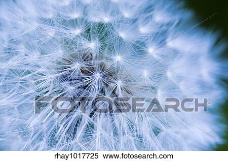 Dandelion seed background macro texture View Large Photo Image Stock Photography - Dandelion seed background macro texture. Fotosearch