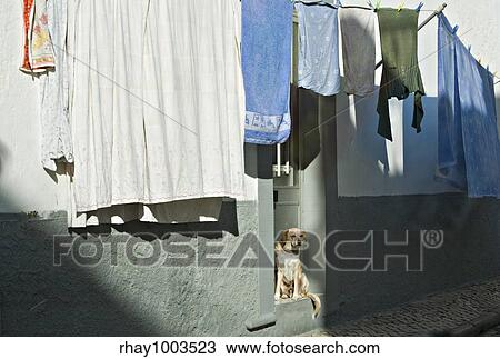 Stock Image - Dog and drying up linen in small city streetDog and drying up linen in small city street. Fotosearch
