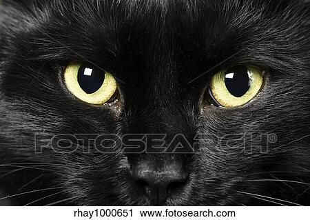 domestic animals: close-up of cat eyes View Large Photo Image Stock Image - domestic animals: close-up of cat eyes. Fotosearch
