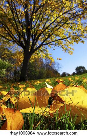 Fall Landscape With Autumn Linden Tree And Golden Leaves On The Ground Picture Rhay Fotosearch