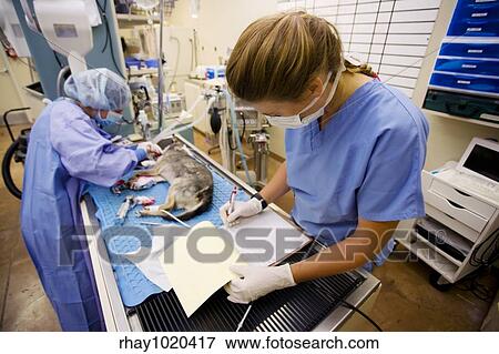 Female veterinarians perform surgery on a small dog View Large Photo Image Stock Photo - Female veterinarians perform surgery on a small dog. Fotosearch